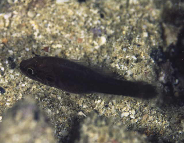 Fowleria punctulata